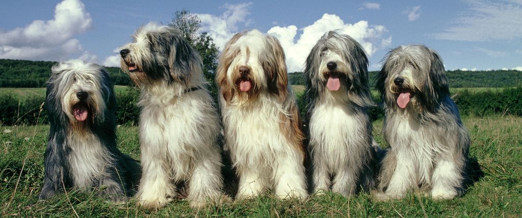 Bearded Collies