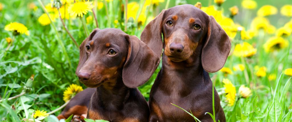 Dachshunds